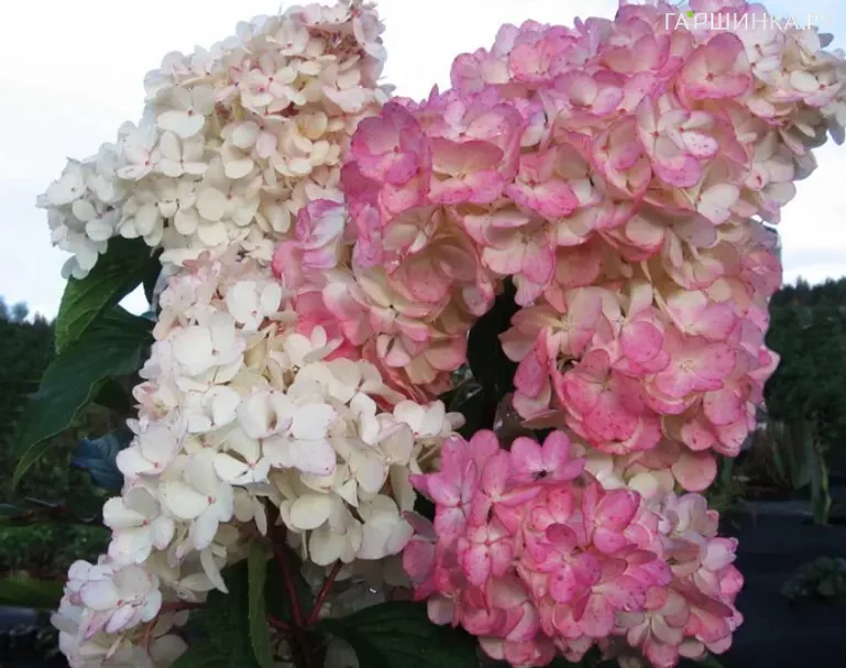 Гортензия Пинк Леди (Розовая Дама) метельчатая