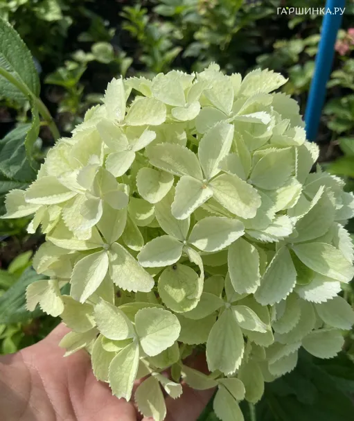 Гортензия Вайт Лайт (Белый свет) метельчатая