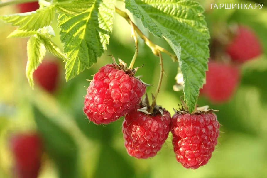 Малина Метеор полуремонтантная красная