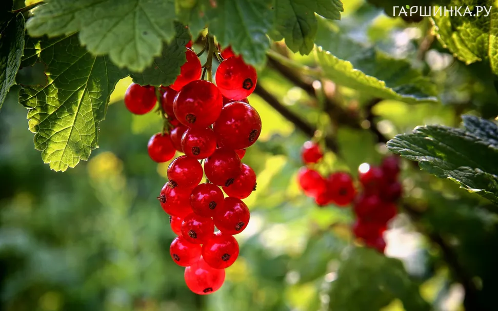 Смородина Рондом красная