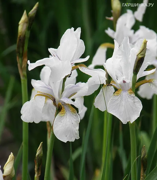 Ирис сибирский Уайт Свирл