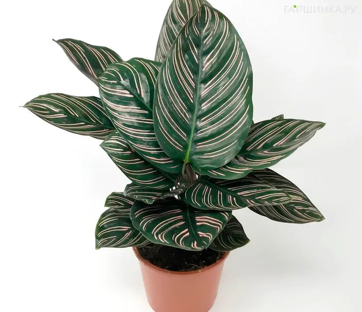 Калатея Орната