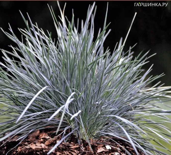 Келерия сизая Колио