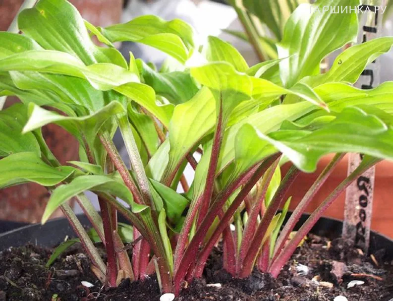 Хоста Little Red Rooster (S)