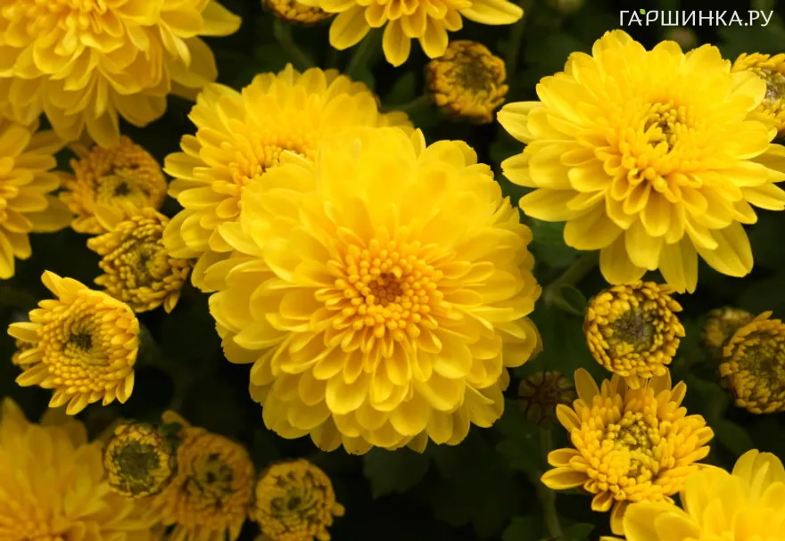 Хризантема Мишель