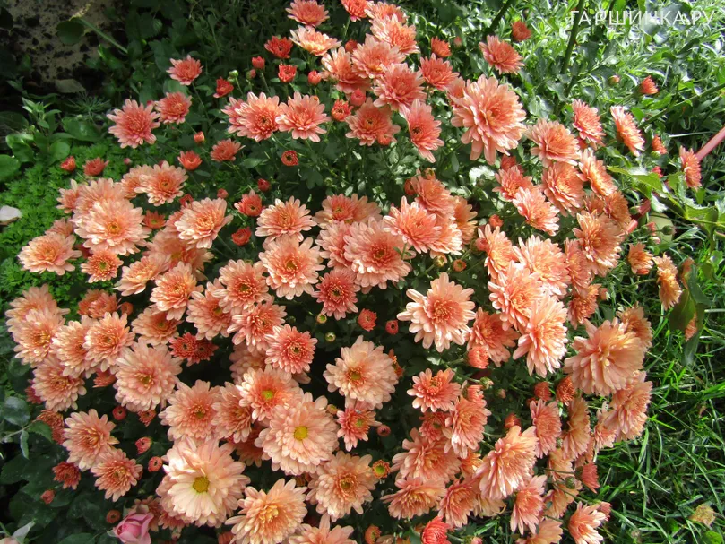 Хризантема мультифлора Бранбич Салмон