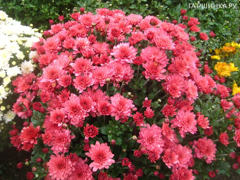 Хризантема мультифлора Брансаунд Маджента (Черри)