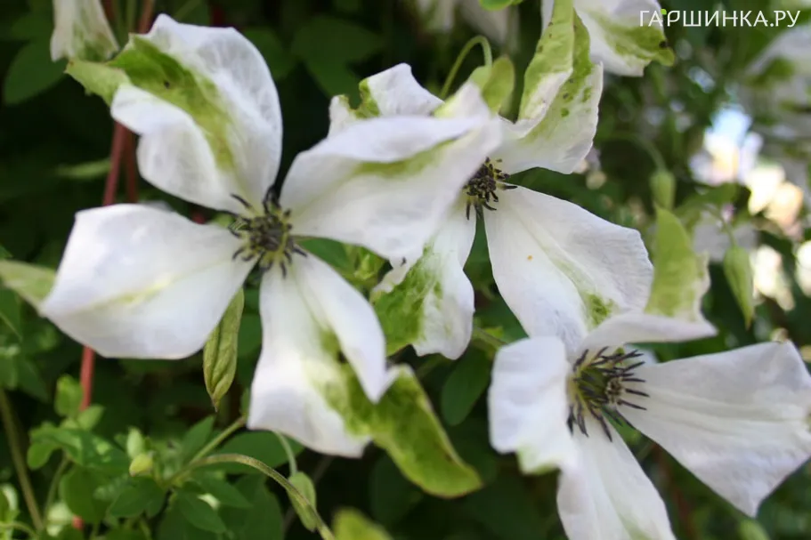 Клематис Альба Люксурианс мелкоцветковый(3)