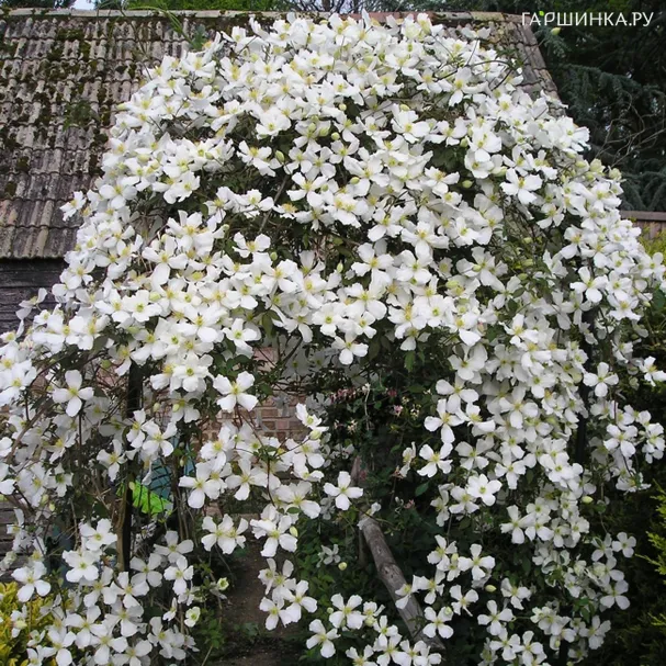 Клематис монтана Грандифлора (1)