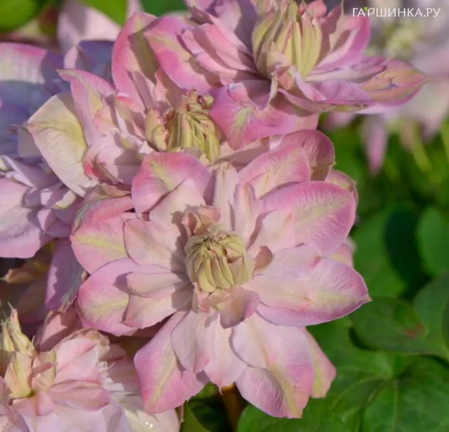 Клематис Инносент Блаш крупноцветковый (2)