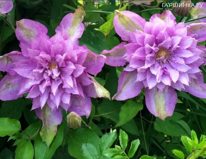 Клематис Протеус крупноцветковый (2)