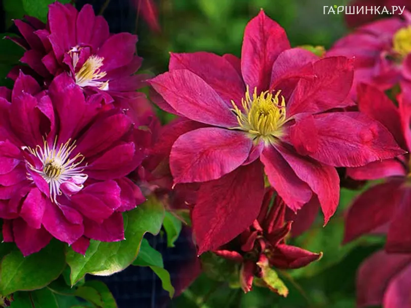 Клематис Ред Стар махровый (2)