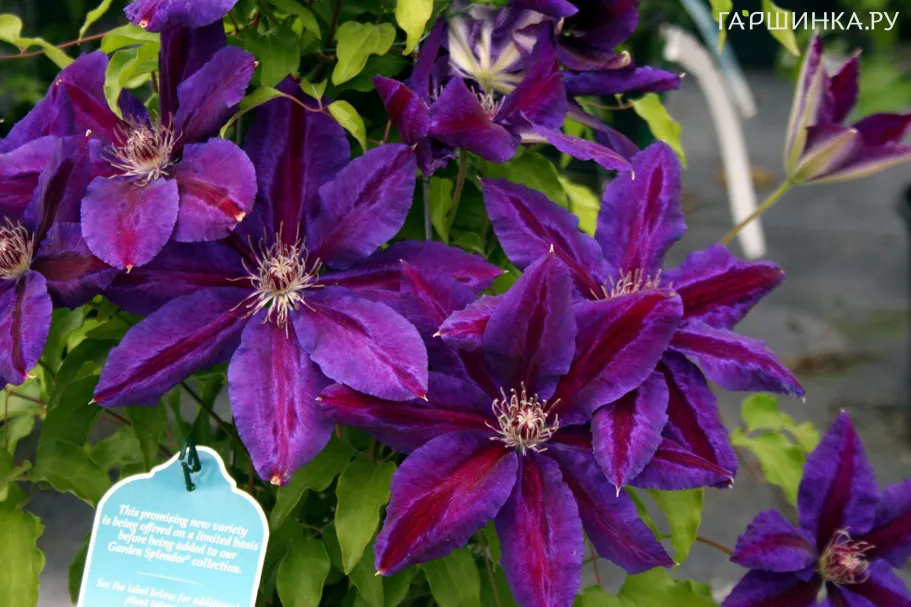 Клематис Вайлдфаер крупноцветковый(2)