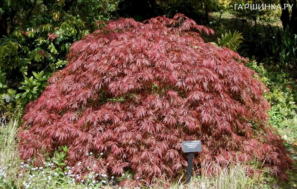 Клен веерный Роял Гарнет