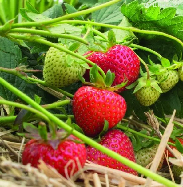 Клубника Фейт