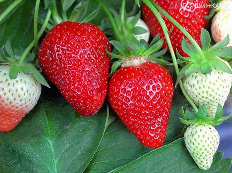 Клубника Флер