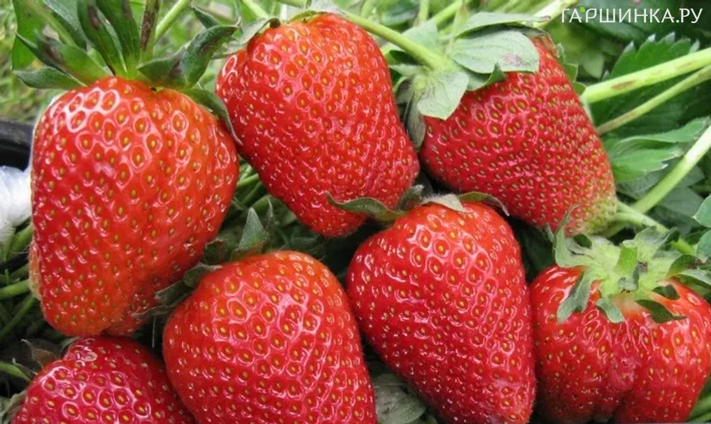 Клубника Роксана