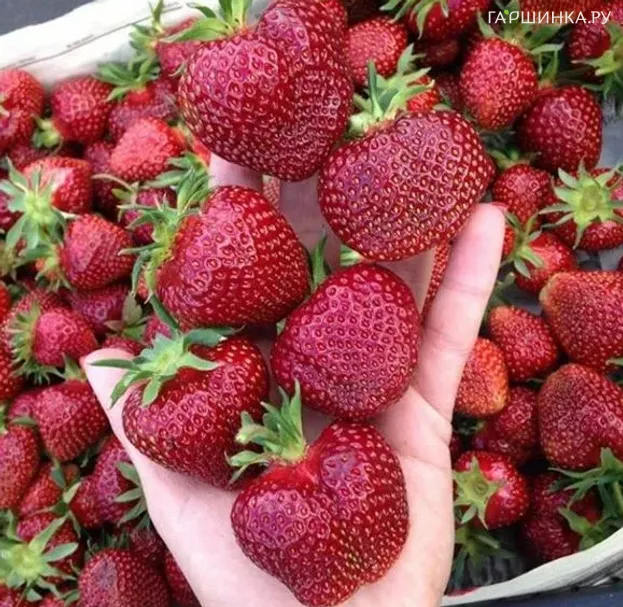 Клубника Вивальди среднеспелая крупная сладкая