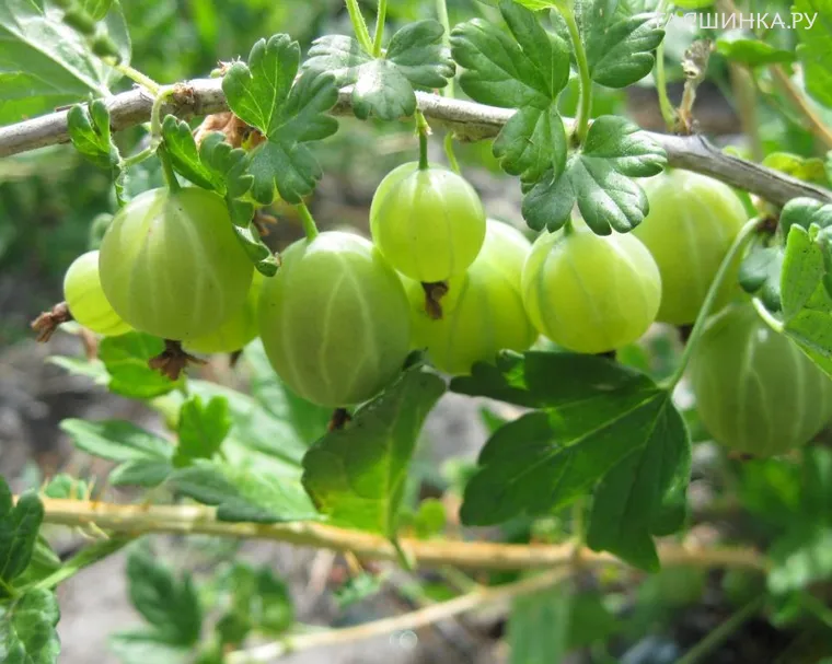 Крыжовник Берилл крупноплодный зеленый