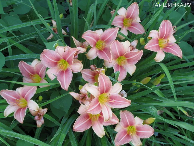 Лилейник Бали Хай