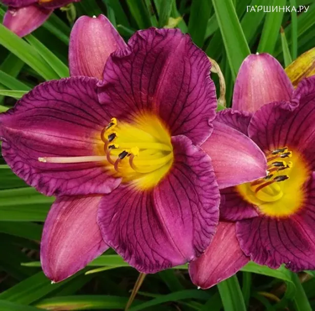 Лилейник Purple de Oro