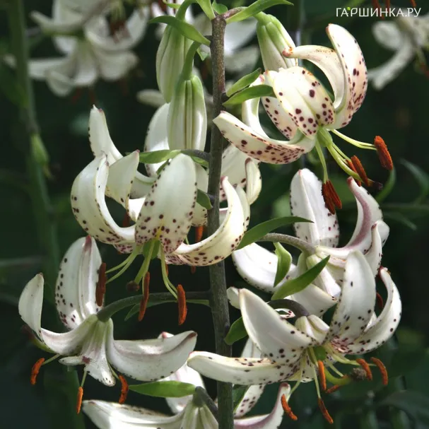 Лилия Алби Монинг кудреватая