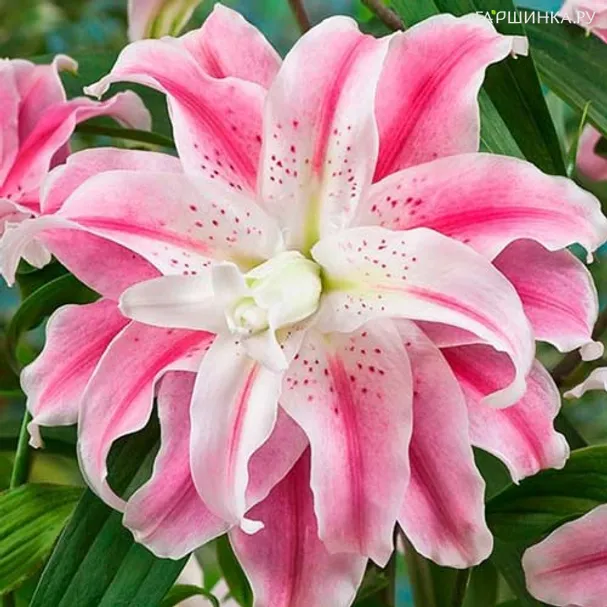 Лилия Свит Рози восточная махровая/ 2шт