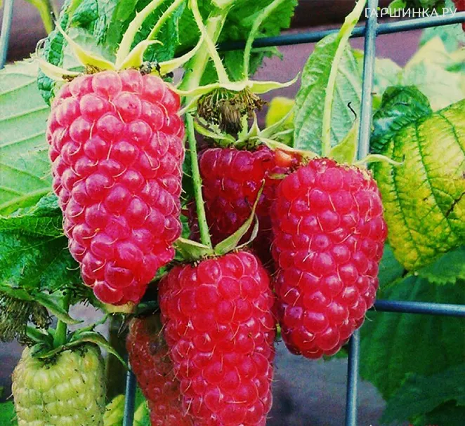 Малина Краса России бесшипная красная