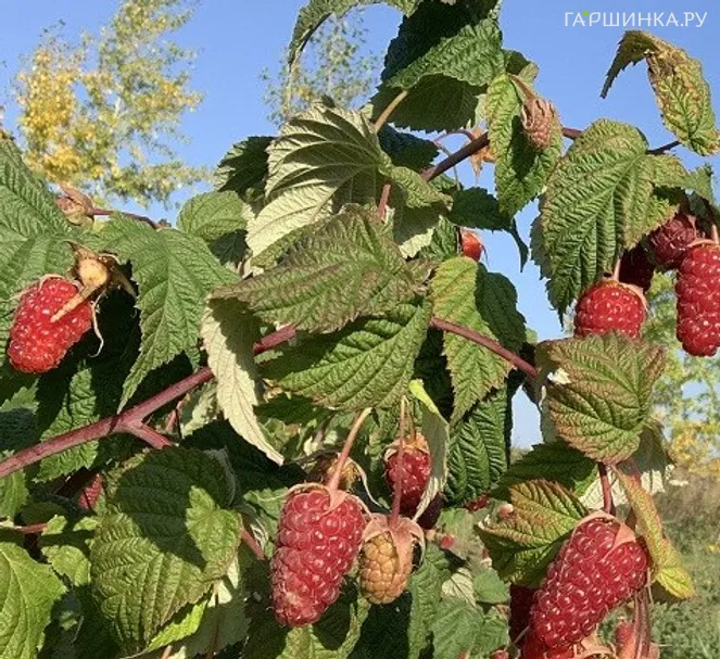 Малина Сластиха ремонтантная сверхранняя (от автора сорта!)