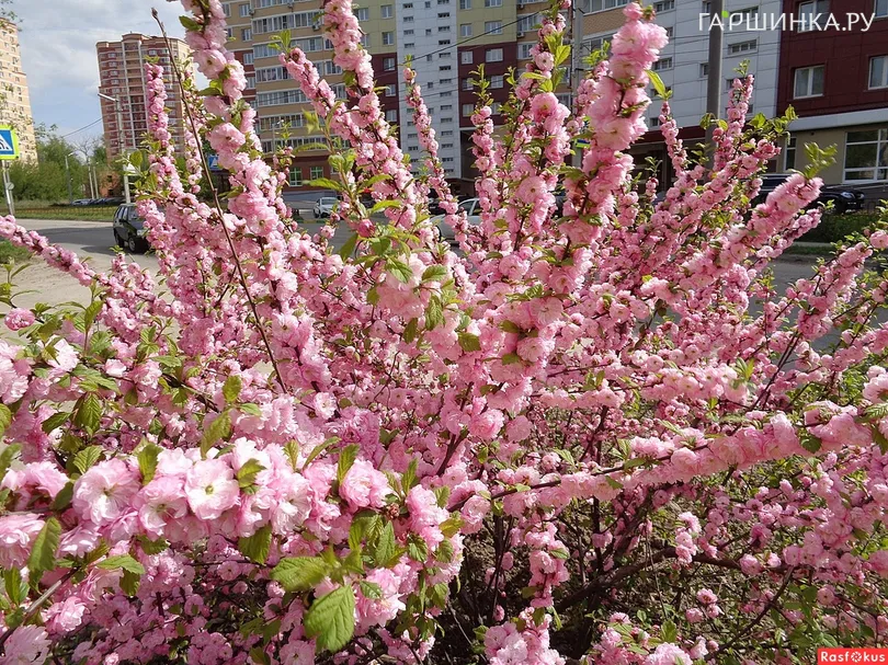 Миндаль трехлопастной