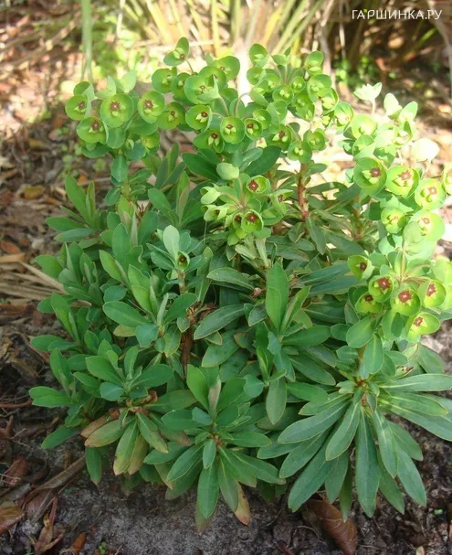 Молочай Мартина