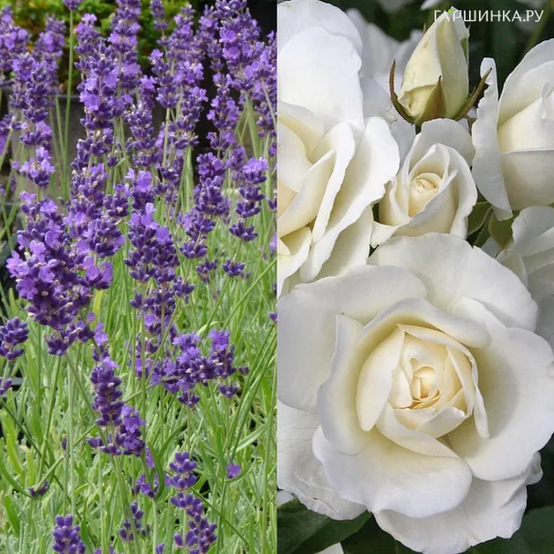 Комплект роза и лаванда (лиц)