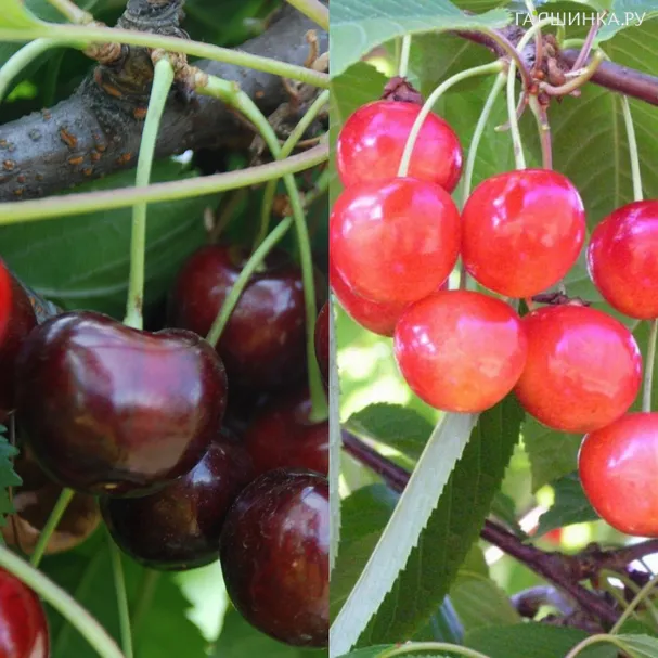 Черешня Кордия + опылитель