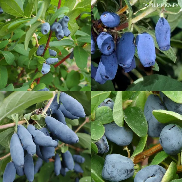 Жимолость Голубое веретено + опылители