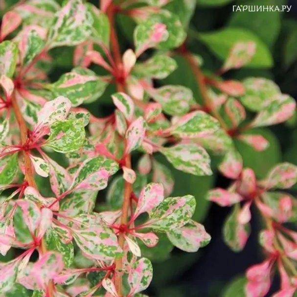 Барбарис Тунберга Наташа