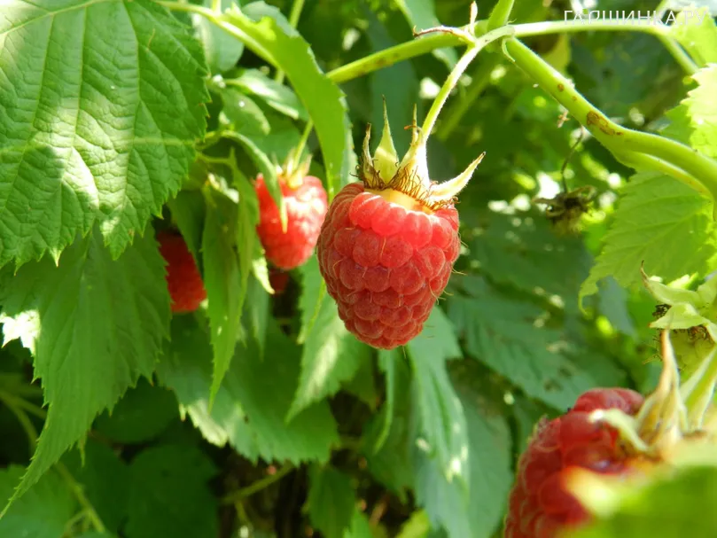 Малина Патриция бесшипная красная