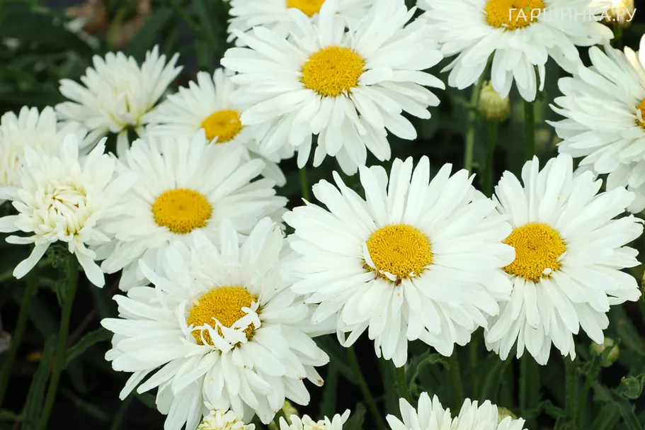 Ромашка (Нивяник) Паладин