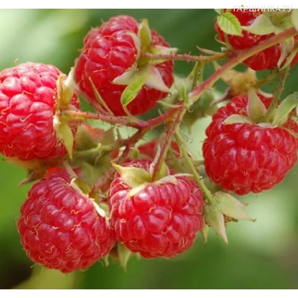 Малина Джоан Джей ремонтантная бесшипная