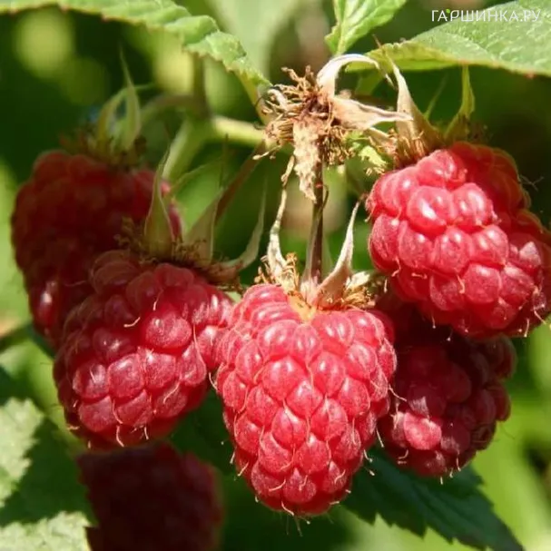 Малина Полка ремонтантная красная