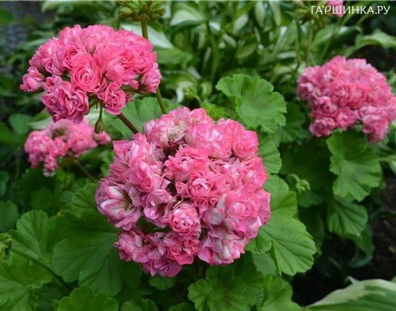 Пеларгония королевская Австралиан пинк