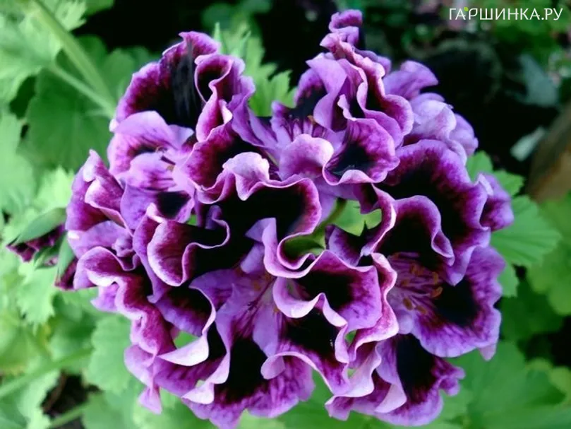 Пеларгония королевская Рембранд