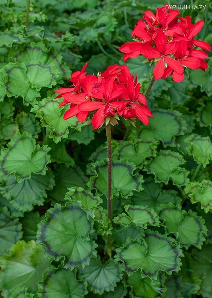 Пеларгония зональная Toscana Distinction