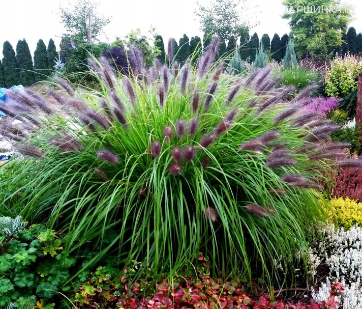 Пеннисетум Блэк Бьюти