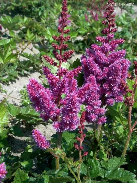 Астильба китайская Пепл Глори