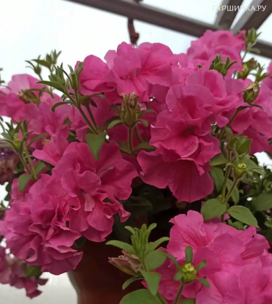 Петуния вегетативная Тумбелина Кандифлос