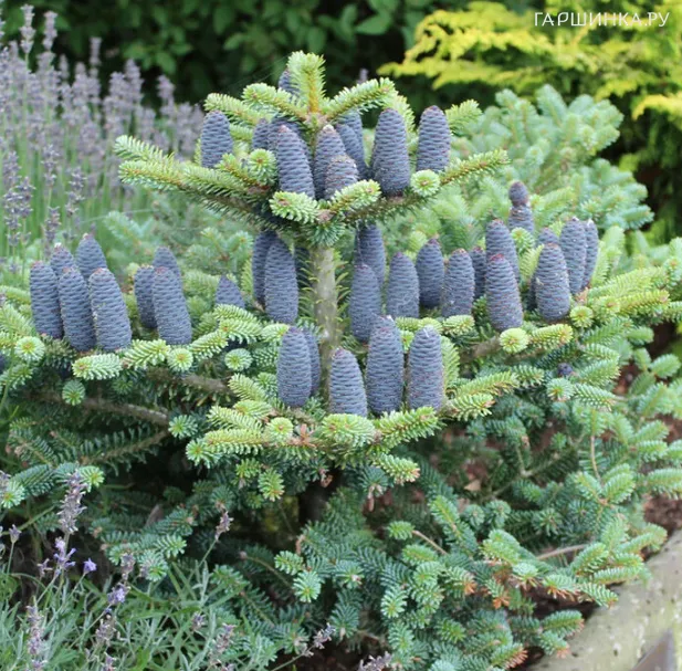 Пихта корейская Блю Эмперор