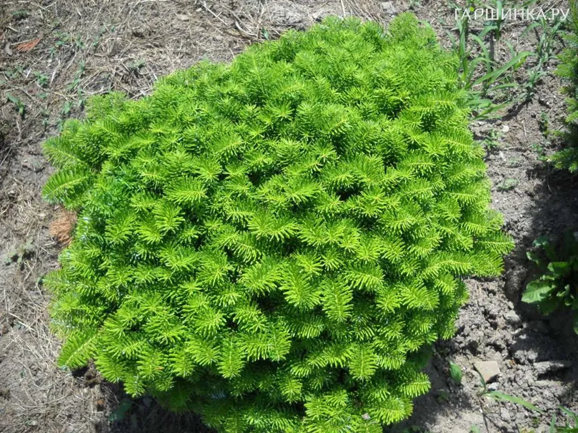 Пихта корейская Тундра