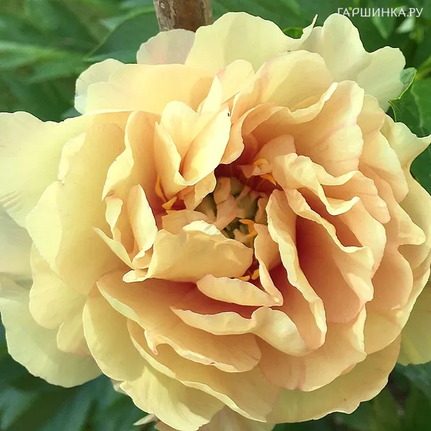 Пион Лемон Дрим (ИТО)