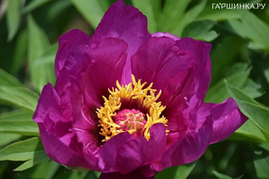 Пион Монинг Лилак (ИТО)