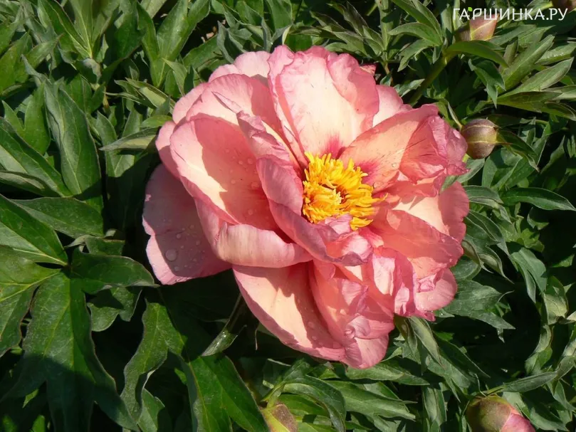 Пион Олд Роуз Денди (ИТО)